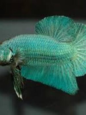 Betta Splendens Fêmea 2-4cm