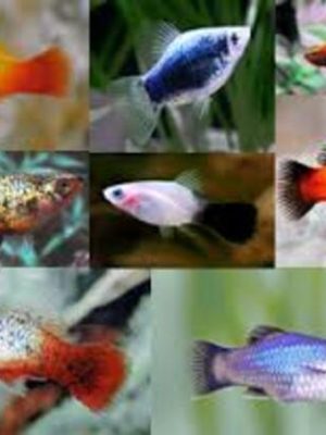Plati Mix Cor 2-4cm