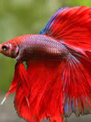Betta Macho Splendens 3-5cm