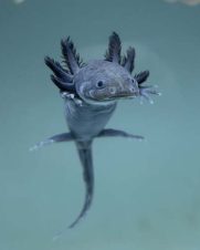 Axolote Selvagem 2-4cm