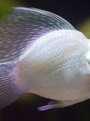 molinesia_balao_prata_poecilideos_897_1_0f460d4522c0a9ad5ec25508522eb0d9