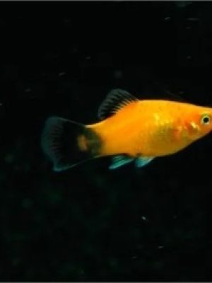 Plati Aurora 2-4cm