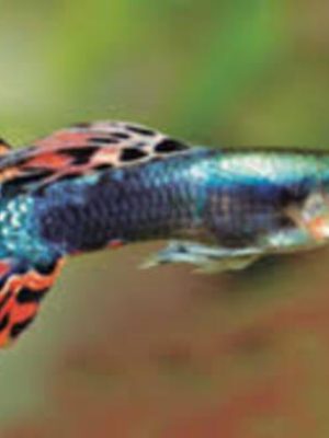 Lebiste Macho 2-4cm